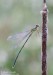 Šídlatka velká (Vážky), Chalcolestes viridis, Zygoptera, Odonata (Odonata)